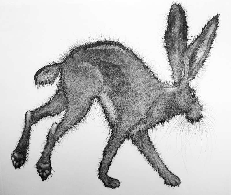 Hare Today